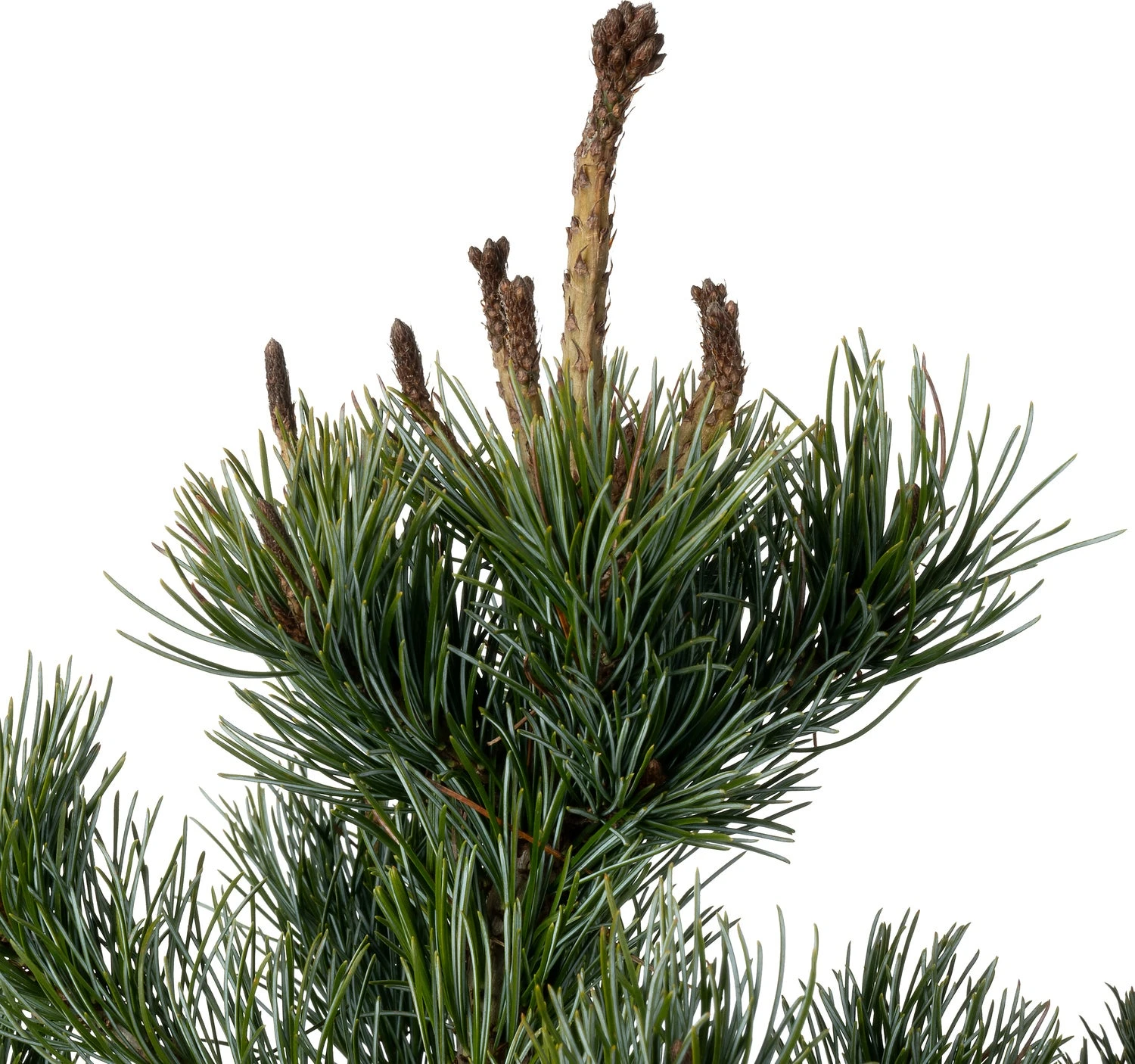 Japanse Den (Pinus Parviflora 'Negishi') D 23 H 45 Cm 2 Japanse Den (Pinus Parviflora 'Negishi') D 23 H 45 Cm - Afbeelding 2