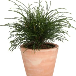 Levensboom (Thuja Plicata 'Whipecord') D 23 H 50 Cm