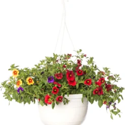 Minipetunia (Calibrachoa) D 25 H 30 Cm