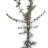 Blauwe Ceder (Cedrus Libani 'Glauca') D 23 H 75 Cm