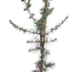 Blauwe Ceder (Cedrus Libani 'Glauca') D 23 H 75 Cm