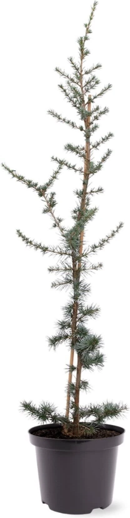 Blauwe Ceder (Cedrus Libani 'Glauca') D 23 H 75 Cm 1 Blauwe Ceder (Cedrus Libani 'Glauca') D 23 H 75 Cm