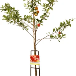 Handappel (Malus Domestica 'Elstar')