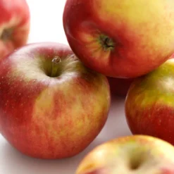 Handappel (Malus Domestica 'Ecolette')