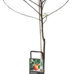 Handappel (Malus Domestica 'Santana')