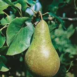 Hand- Of Bewaarpeer (Pyrus Communis 'Conference')