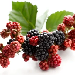 Zwarte Moerbei (Morus Nigra)