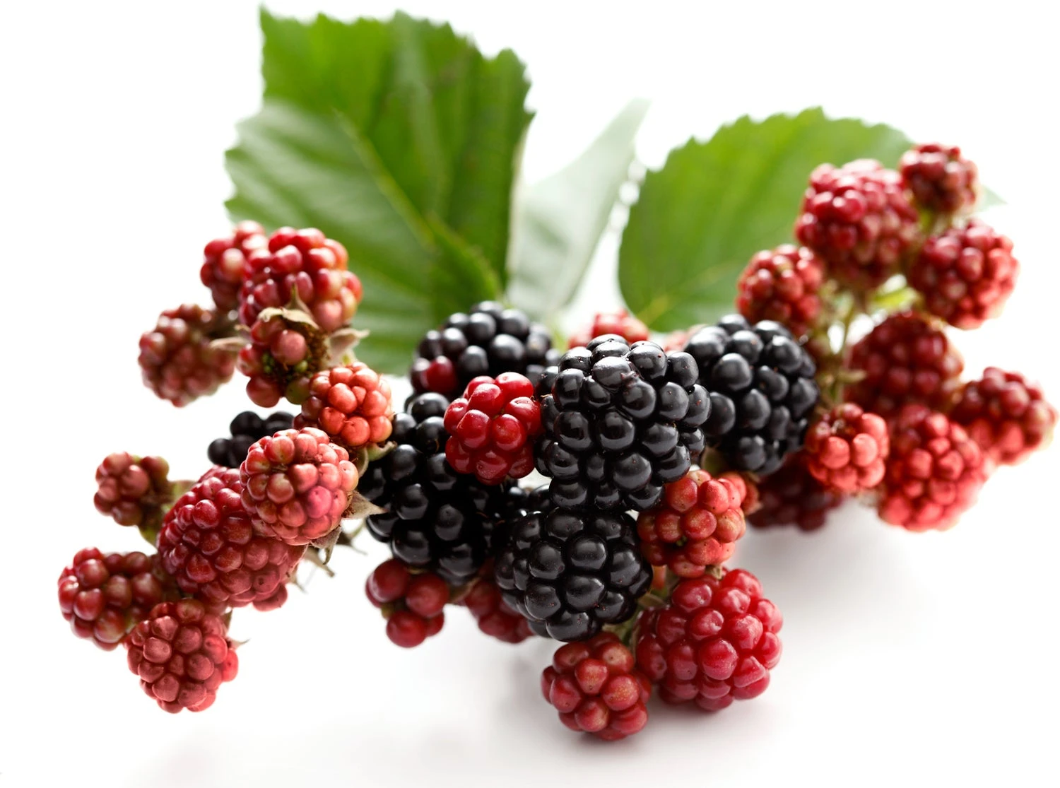 Zwarte Moerbei (Morus Nigra) 1 Zwarte Moerbei (Morus Nigra)