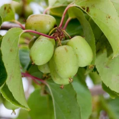 Kiwi Bes (Actinidia Arguta 'Issai')