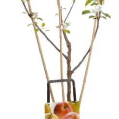 Twee Soorten Appels (Malus Domestica (Duo-appel))