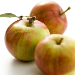 Hand- En Moesappel (Malus Domestica 'Cox's Orange Pippin')