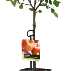 Handappel (Malus Domestica 'Summerred')