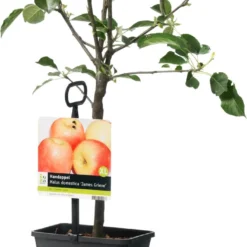 Handappel (Malus Domestica 'James Grieve')