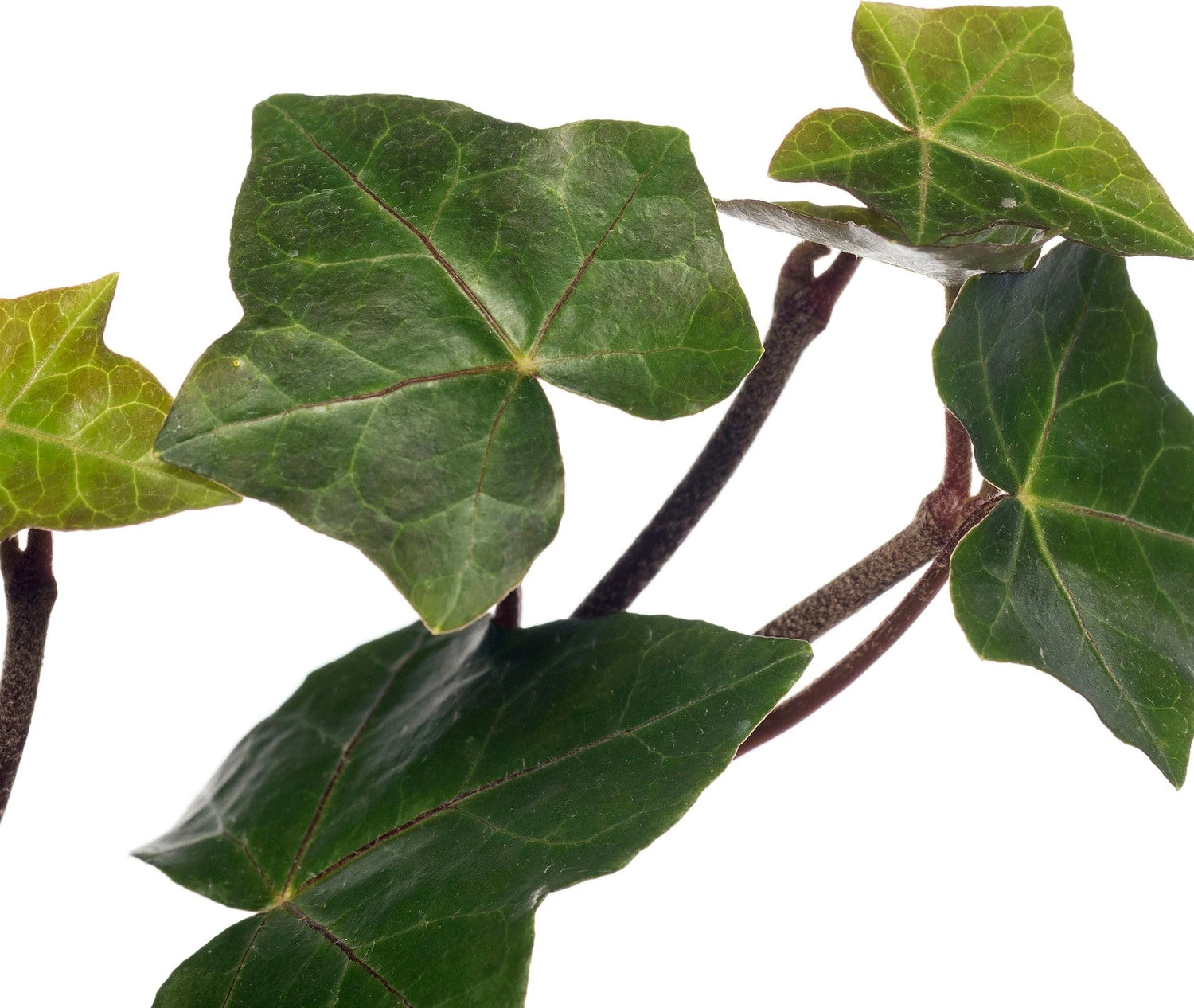 Klimop (Hedera Hibernica) D 9 H 65 Cm 2 Klimop (Hedera Hibernica) D 9 H 65 Cm - Afbeelding 2