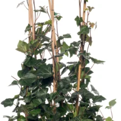 Klimop (Hedera Hibernica) D 9 H 65 Cm