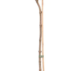 Sneeuwbal (Viburnum Tinus) Op Stam D 23 H 100 Cm