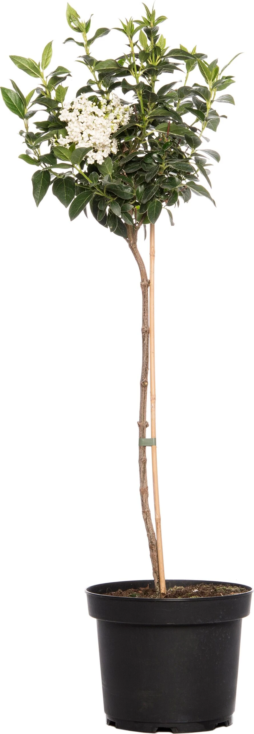 Sneeuwbal (Viburnum Tinus) Op Stam D 23 H 100 Cm 1 Sneeuwbal (Viburnum Tinus) Op Stam D 23 H 100 Cm