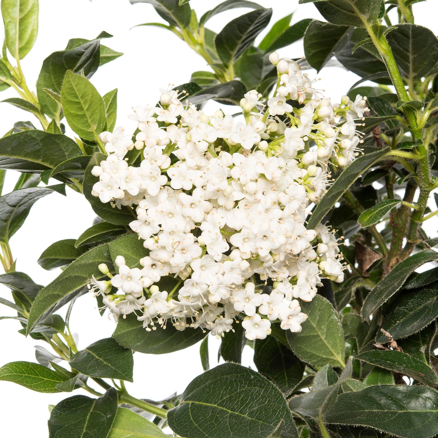 Sneeuwbal (Viburnum Tinus) Op Stam D 23 H 100 Cm 2 Sneeuwbal (Viburnum Tinus) Op Stam D 23 H 100 Cm - Afbeelding 2