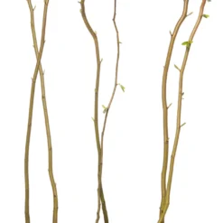 Haagbeuk (Carpinus Betulus) D 9 H 60 Cm