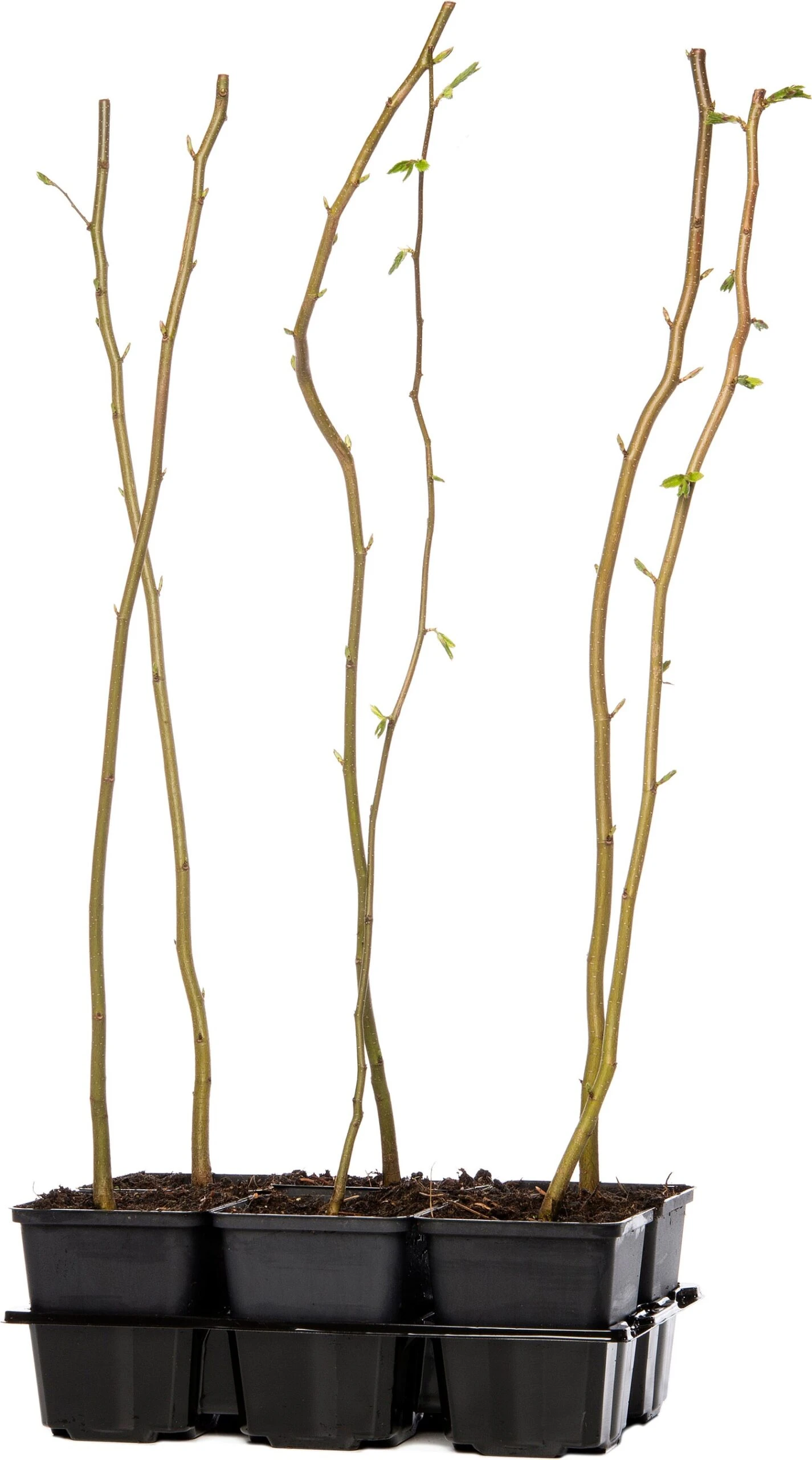 Haagbeuk (Carpinus Betulus) D 9 H 60 Cm 1 Haagbeuk (Carpinus Betulus) D 9 H 60 Cm