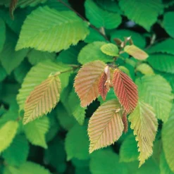 Haagbeuk (Carpinus Betulus) D 9 H 60 Cm 5 Haagbeuk (Carpinus Betulus) D 9 H 60 Cm -Aanbiedingen Buiten Joy Winkel 8717263024620 3