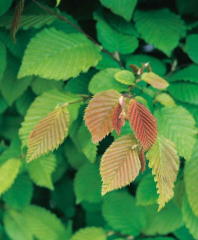 Haagbeuk (Carpinus Betulus) D 9 H 60 Cm 3 Haagbeuk (Carpinus Betulus) D 9 H 60 Cm - Afbeelding 3