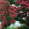 Rode Meidoorn (Crataegus Laevigata 'Paul's Scarlet') D 32 H 175 Cm