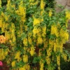 Goudenregen (Laburnum Watereri ‘Vossii’)