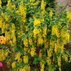 Goudenregen (Laburnum Watereri ‘Vossii’)