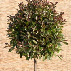 Glansmispel (Photinia Fraseri 'Red)