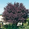 Kerspruim (Prunus Cerasifera 'Nigra') D 32 H 250 Cm