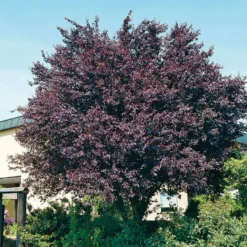 Kerspruim (Prunus Cerasifera 'Nigra') D 32 H 180 Cm