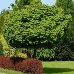 Bol-esdoorn (Acer Platanoides 'Globosum') D 33 H 210 Cm
