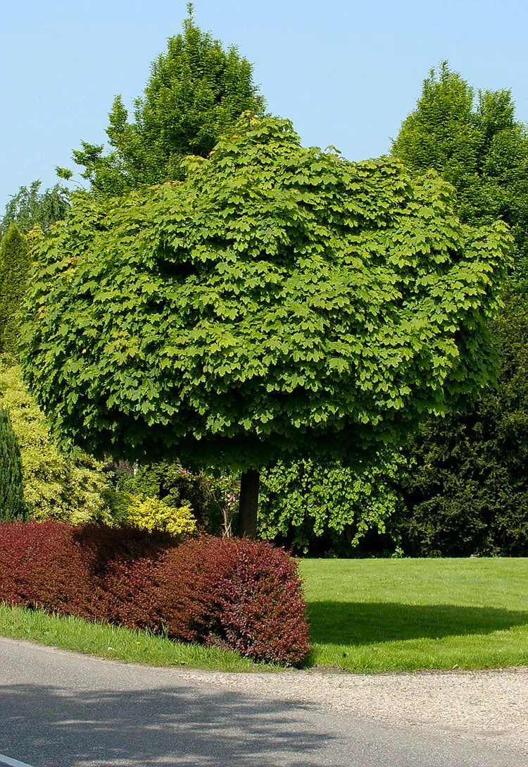 Bol-esdoorn (Acer Platanoides 'Globosum') D 33 H 210 Cm 1 Bol-esdoorn (Acer Platanoides 'Globosum') D 33 H 210 Cm