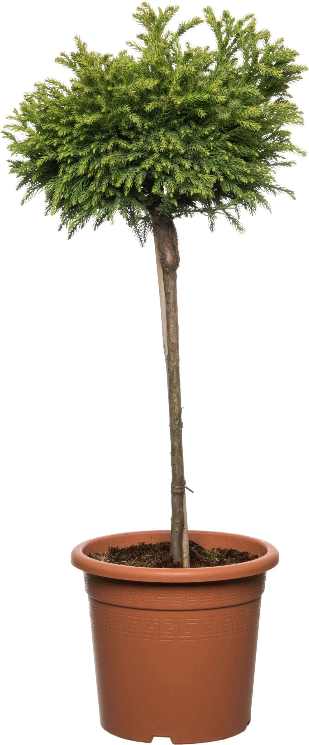 Japanse Ceder Op Stam (Cryptomeria Japonica 'Globosa Nana') D 27 H 90 Cm 1 Japanse Ceder Op Stam (Cryptomeria Japonica 'Globosa Nana') D 27 H 90 Cm