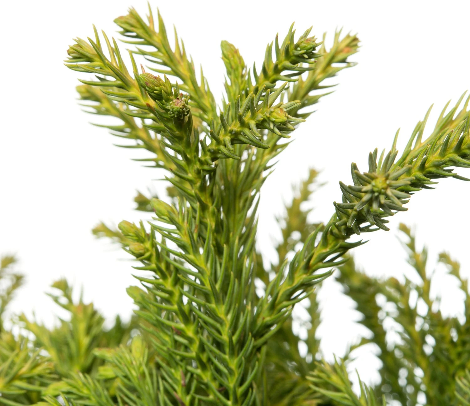 Japanse Ceder Op Stam (Cryptomeria Japonica 'Globosa Nana') D 27 H 90 Cm 2 Japanse Ceder Op Stam (Cryptomeria Japonica 'Globosa Nana') D 27 H 90 Cm - Afbeelding 2