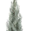 Arizona Cipres Op Stam (Cupressus Arizonica 'Glauca') D 26 H 100 Cm