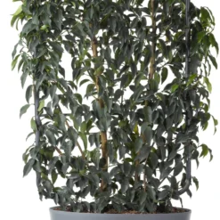 Portugese Laurier Op Rek (Prunus Lusitanica 'Angustifolia') D 30 H 80 Cm