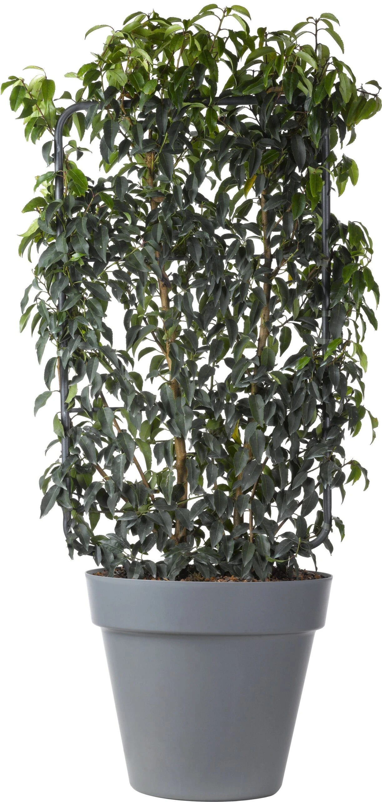 Portugese Laurier Op Rek (Prunus Lusitanica 'Angustifolia') D 30 H 80 Cm 1 Portugese Laurier Op Rek (Prunus Lusitanica 'Angustifolia') D 30 H 80 Cm