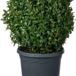Buxus (Buxus Sempervirens) D 19 H 20 Cm