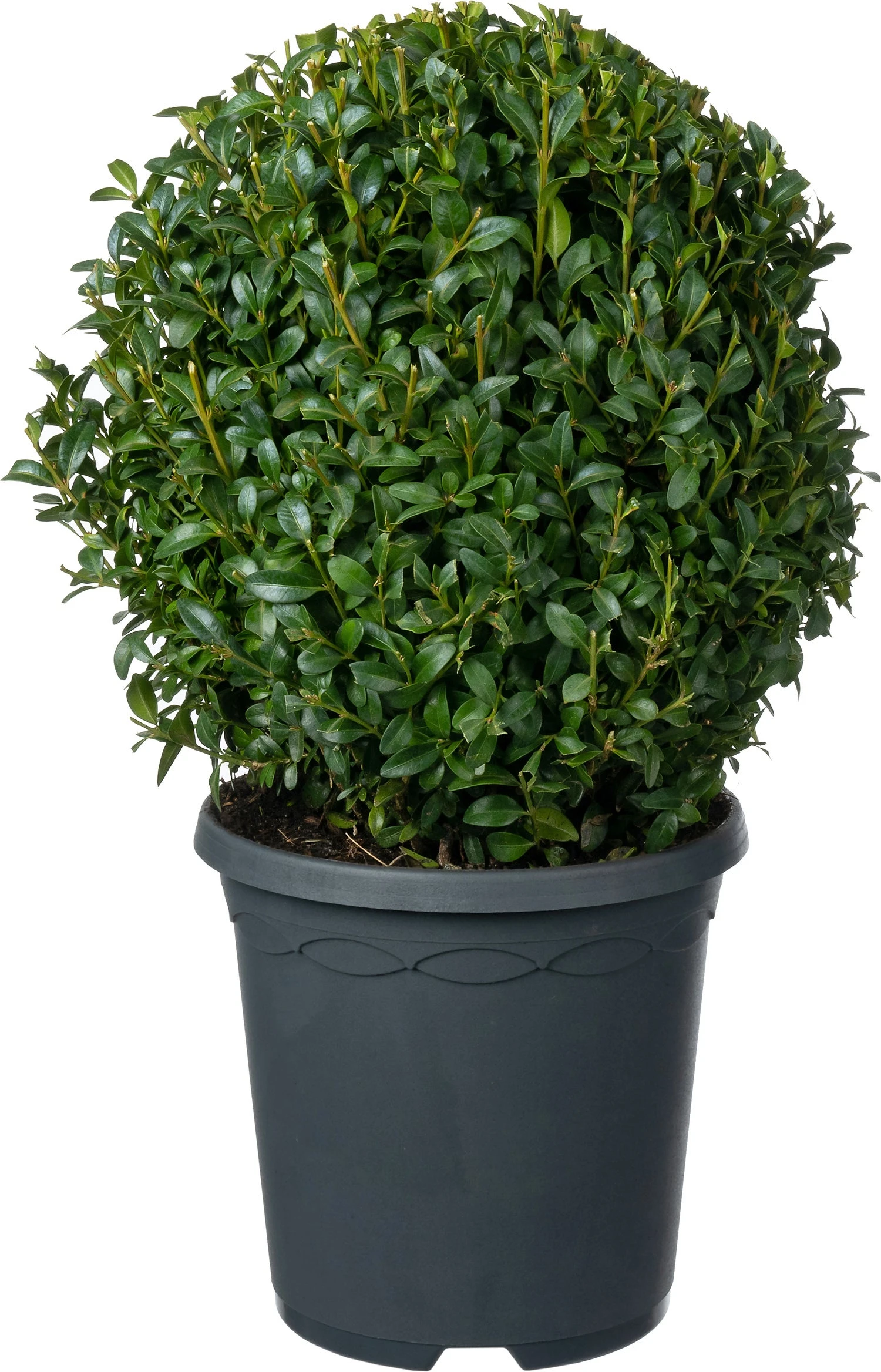 Buxus (Buxus Sempervirens) D 19 H 20 Cm 1 Buxus (Buxus Sempervirens) D 19 H 20 Cm