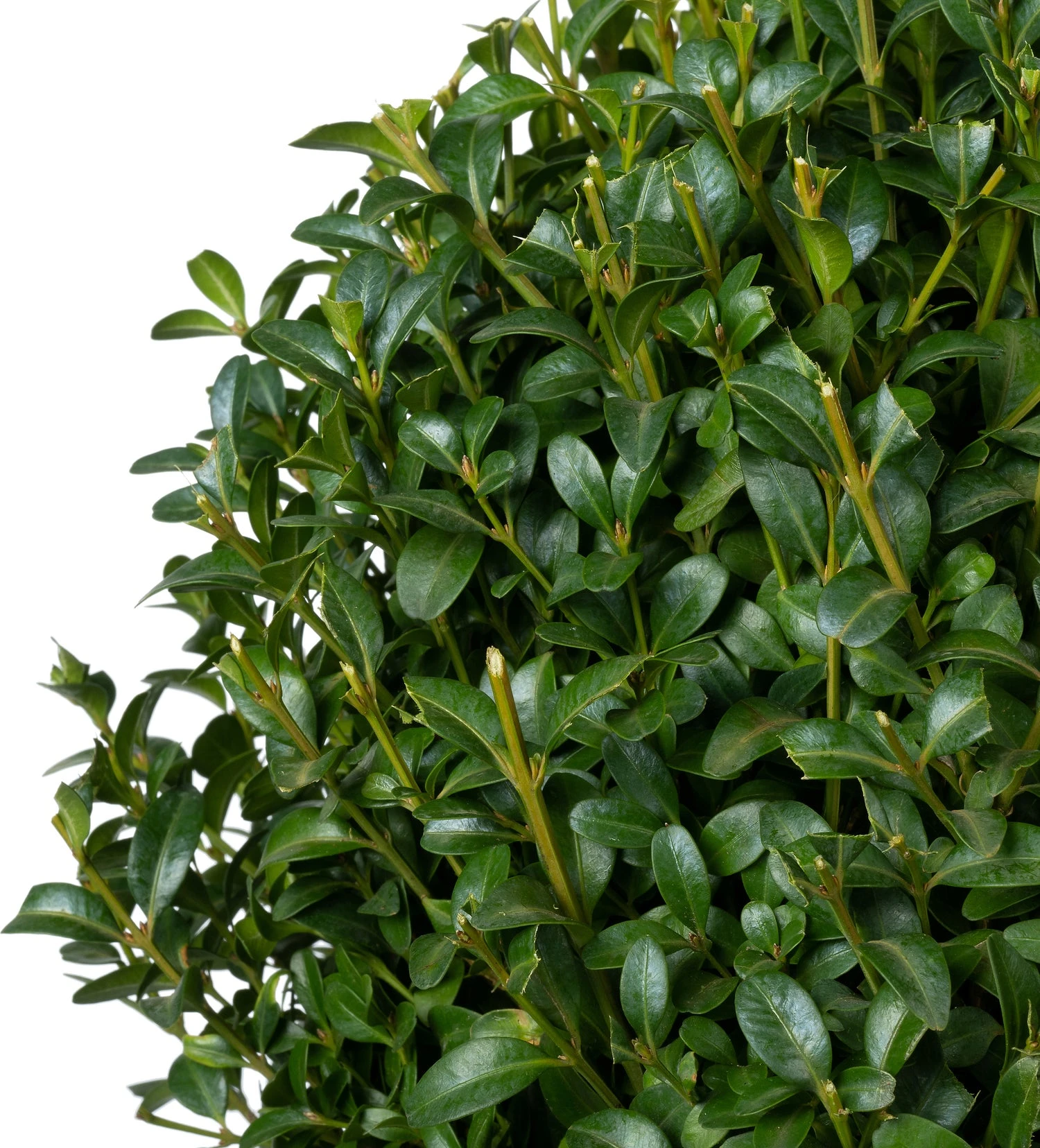 Buxus (Buxus Sempervirens) D 19 H 20 Cm 2 Buxus (Buxus Sempervirens) D 19 H 20 Cm - Afbeelding 2