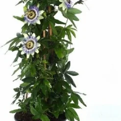 Passiebloem (Passiflora Caerulea) D 19 H 65 Cm