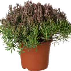 Lavendelheide (Andromeda Polifolia 'Compacta') D 23 H 30 Cm