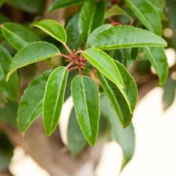 Portugese Laurier (Prunus Lusitanica) D 30 H 120 Cm