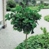 Japanse Notenboom Op Stam (Ginkgo Biloba 'Mariken') D 32 H 240 Cm