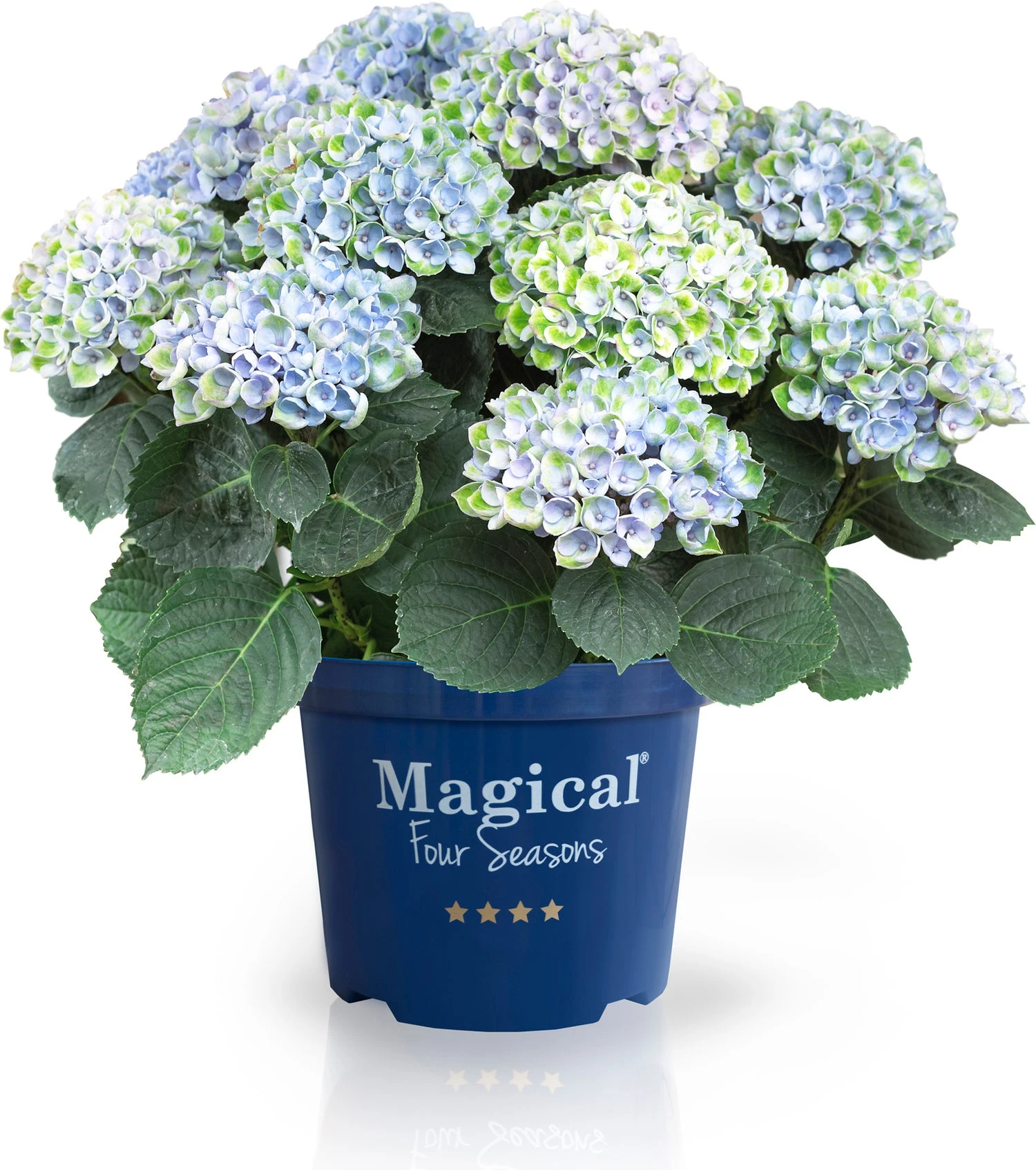 Hortensia (Hydrangea Macrophylla 'Magical Revolution') D 20 H 25 Cm 1 Hortensia (Hydrangea Macrophylla 'Magical Revolution') D 20 H 25 Cm