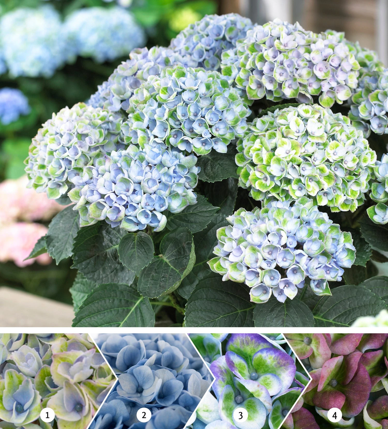 Hortensia (Hydrangea Macrophylla 'Magical Revolution') D 20 H 25 Cm 2 Hortensia (Hydrangea Macrophylla 'Magical Revolution') D 20 H 25 Cm - Afbeelding 2