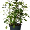 Glansmispel (Photinia Fraseri 'Red Robin') D 26 H 60 Cm