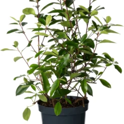Glansmispel (Photinia Fraseri 'Red Robin') D 26 H 60 Cm